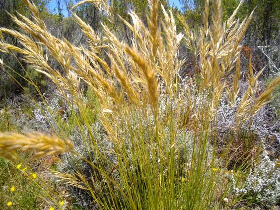 Pentameris eriostoma inflorescences